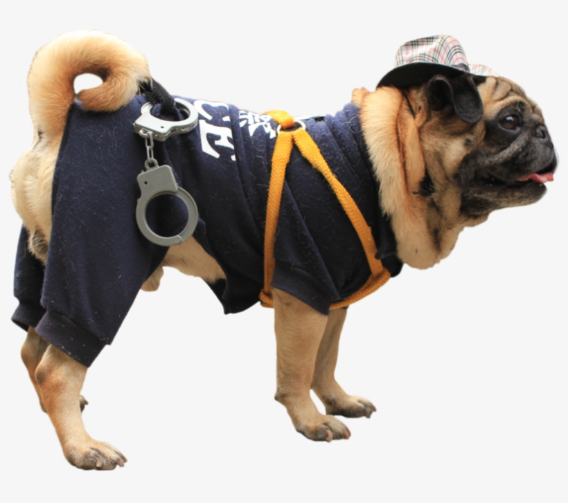 Related Wallpapers - Pug, transparent png #9139448