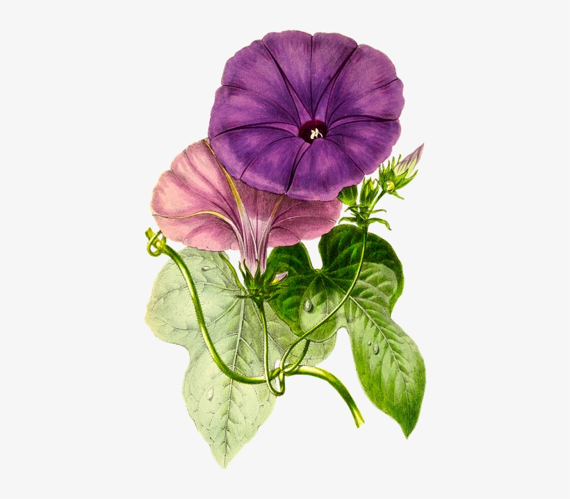 Plant, Flower, Nature, Leaf, Isolated, Vintage, Blossom - Pansy Flower Hd Png, transparent png #9139951