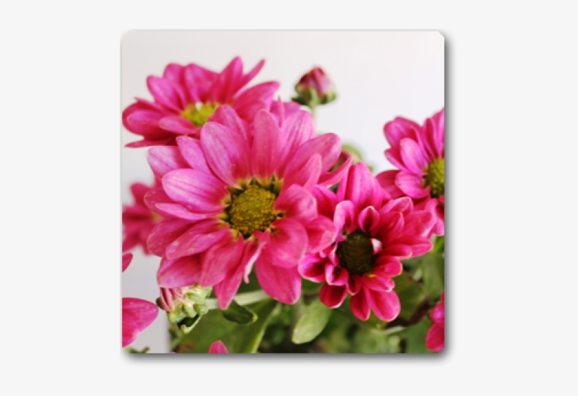 Shevanti Chrysanthemum Shevanti Rani Plant - Zinnia Angustifolia, transparent png #9140310