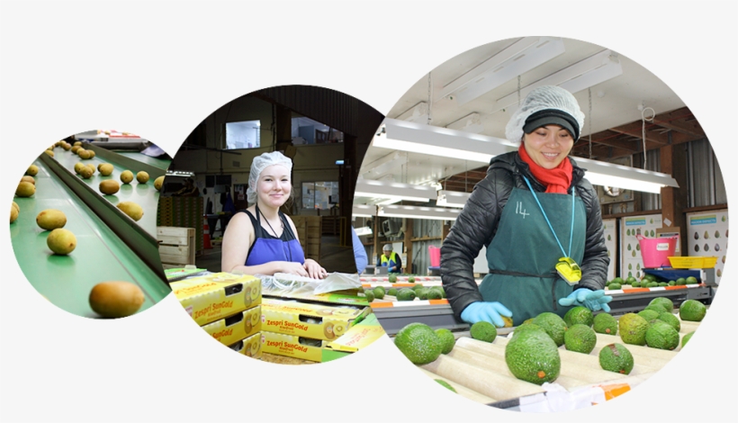 Packhouse - Avocado, transparent png #9141193