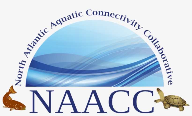 North Atlantic Aquatic Connectivity Collaborative - Hermit Crab, transparent png #9144285