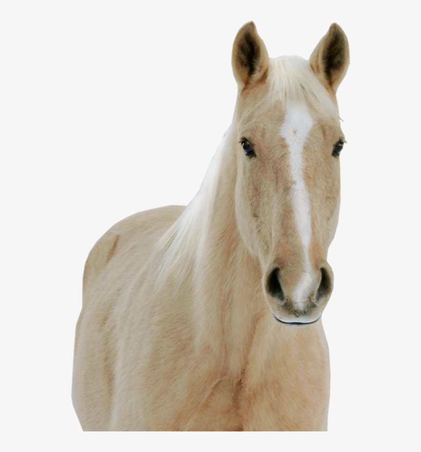 The Horse - Stallion, transparent png #9145994