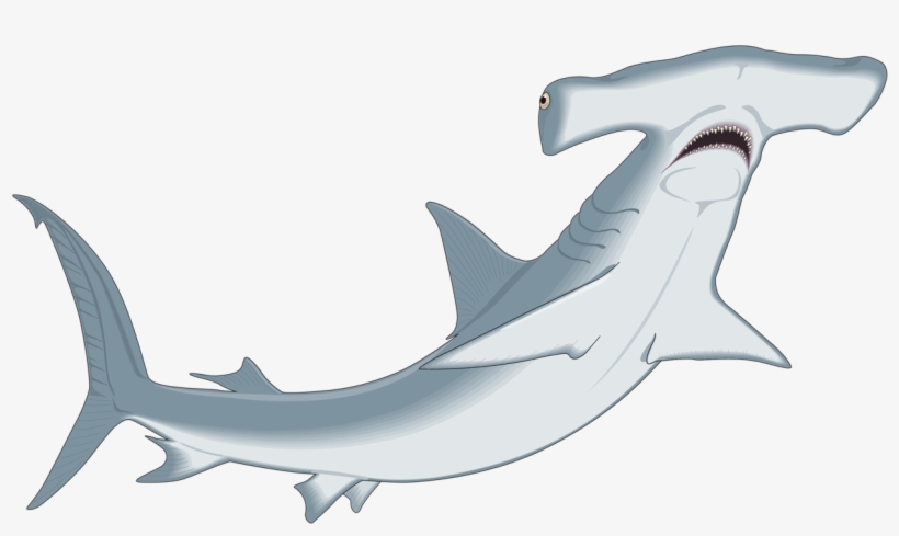 Hammerhead Shark Clipart Clip Art - Hammerhead Shark Clipart, transparent png #9148982