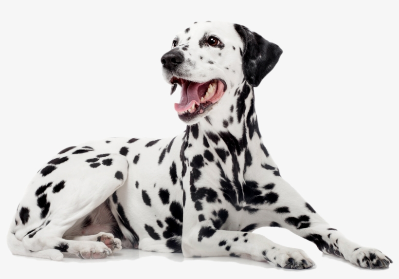 Dalmatian - - Dalmatiner, transparent png #9150518