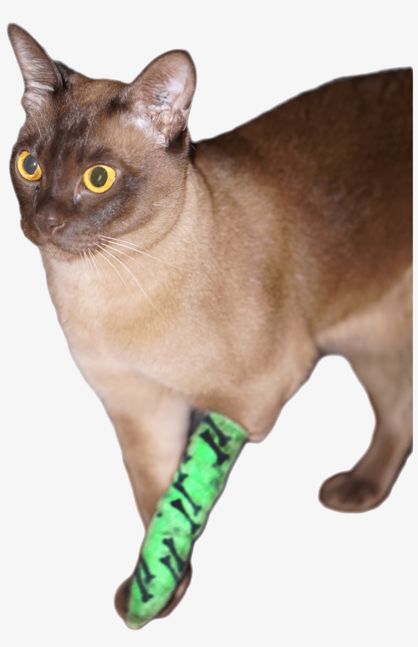 Loki Bandage 1 Web Transparent - Burmese, transparent png #9150775