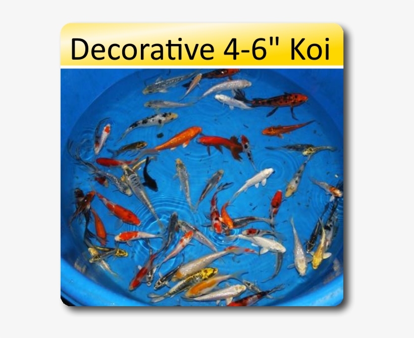 Decorative 4 6 Koi 4 6 Decorative Koi [dec46] - Koi, transparent png #9150825