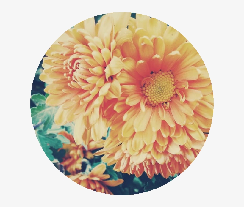 Cosmos Are Bright Delicate, Colorful Flowers - Crown Daisy, transparent png #9151882
