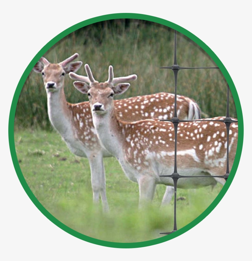 Fallow Deer, transparent png #9154830