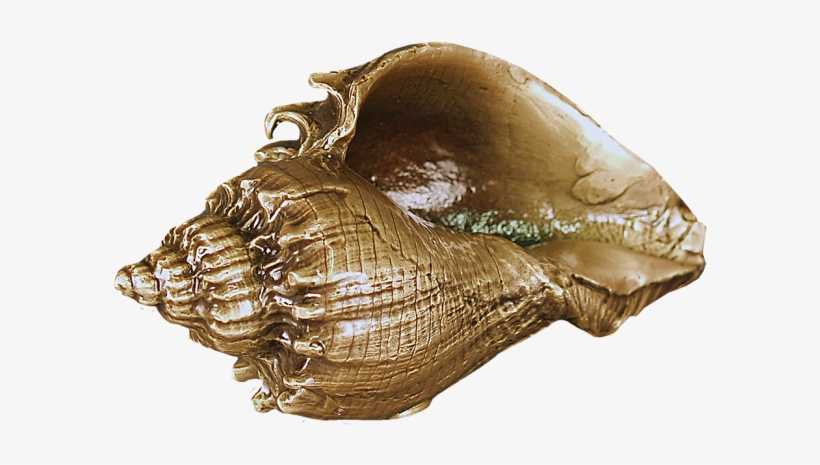 Home - Conch, transparent png #9155765