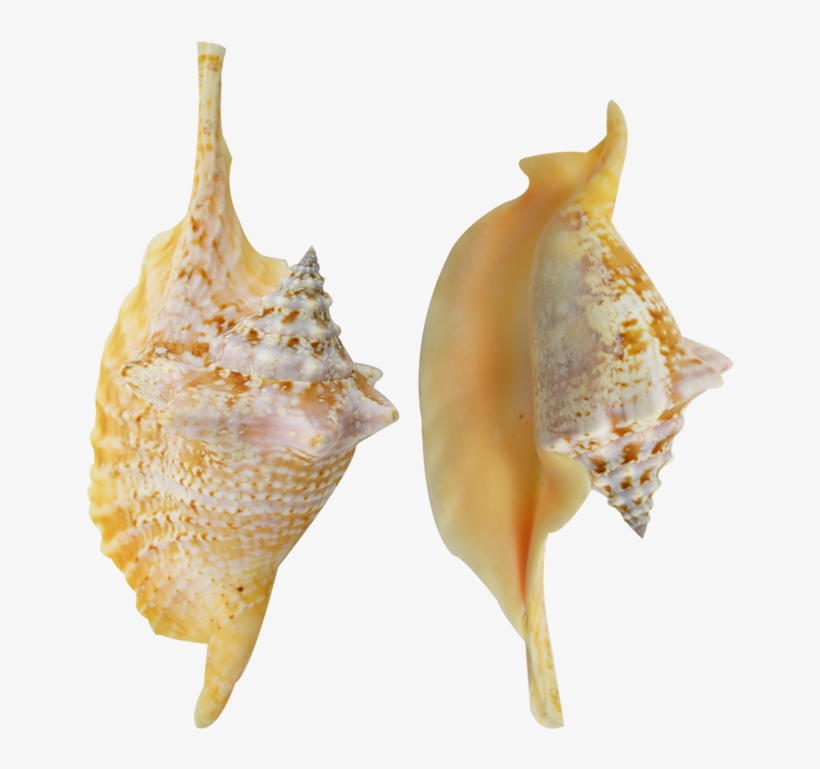 Rooster Conch Colored Shell 4-6" - Conch, transparent png #9155801