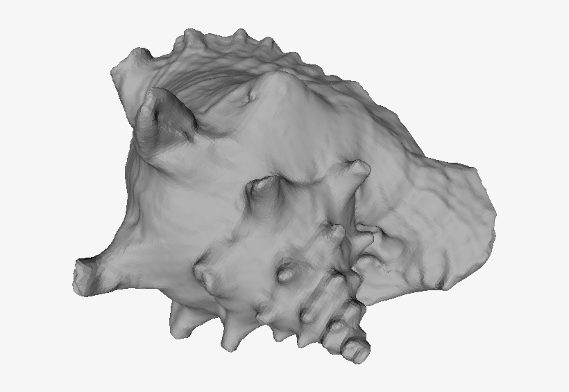 Rendering Image - Conch, transparent png #9155809