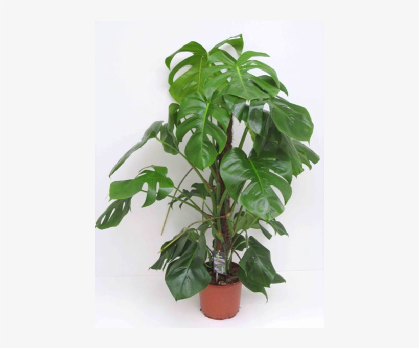 10" Monstera Plant - Houseplant, transparent png #9157146