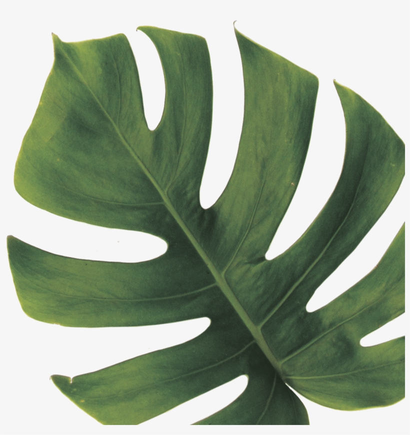Monstera Deliciosa, transparent png #9157197