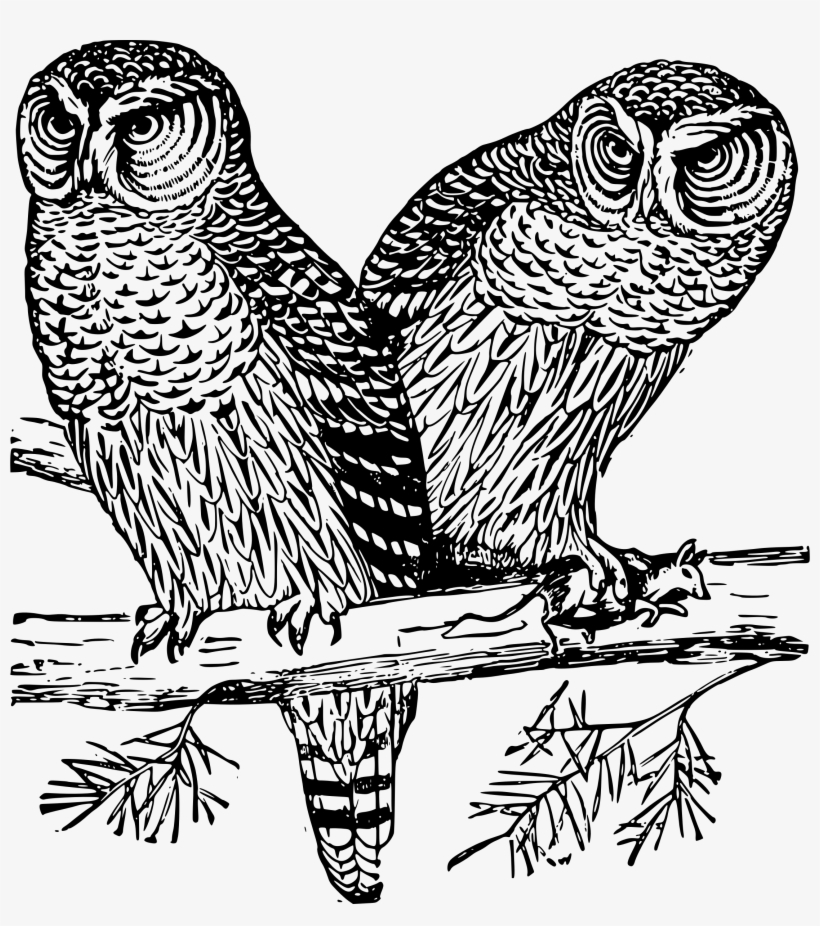 Big Image - Owls Outline, transparent png #9158063