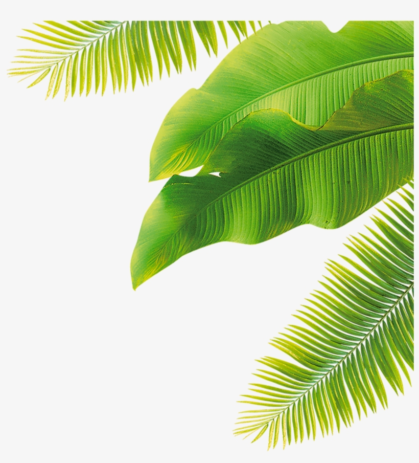 Cartoon / Leaf Size - Transparent Coconut Leaves, transparent png #9158074