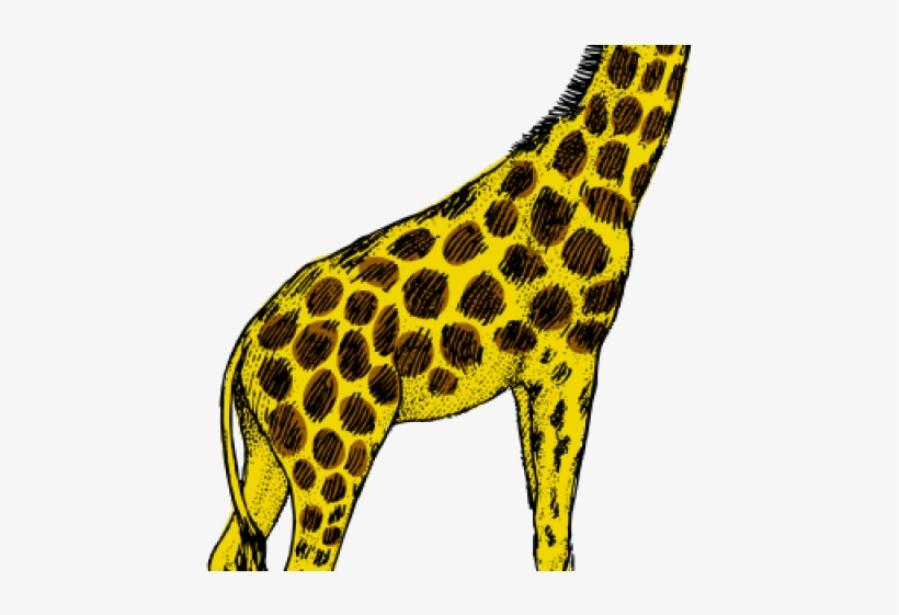 Giraffe Clipart Turquoise - Black And White Giraffe Clip Art, transparent png #9160694
