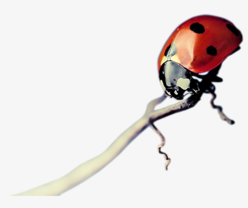 3 Kbytes, Category, F - Macro Photography, transparent png #9161780