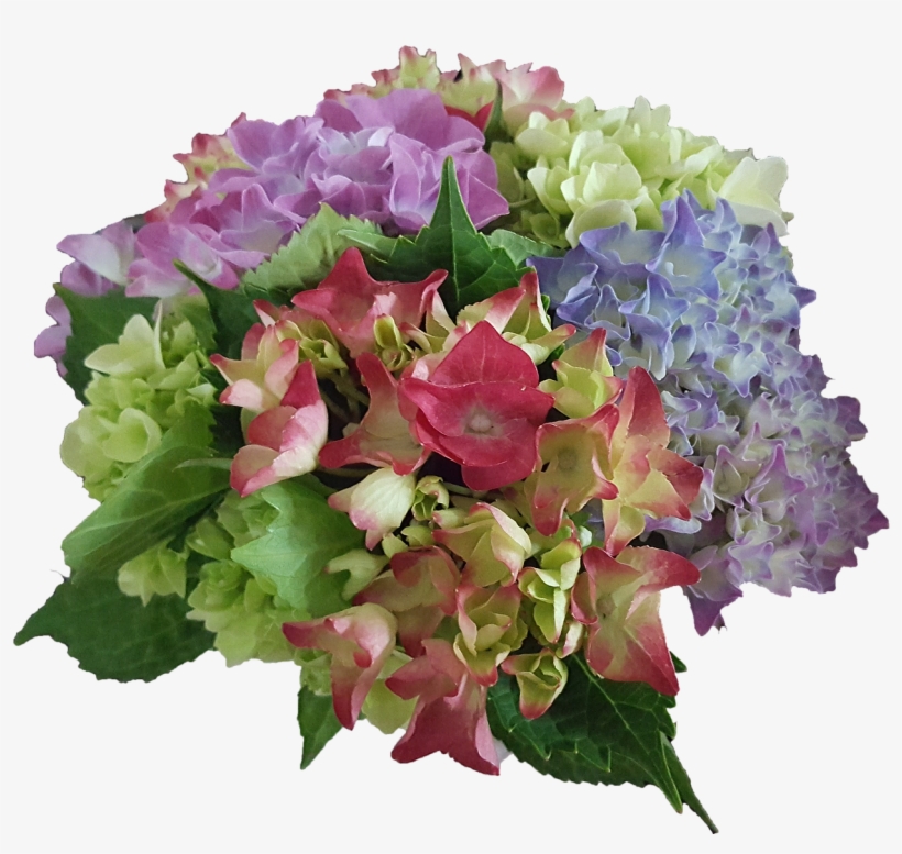 Hydrangea Flowers Garden Plant - Bouquet, transparent png #9162546