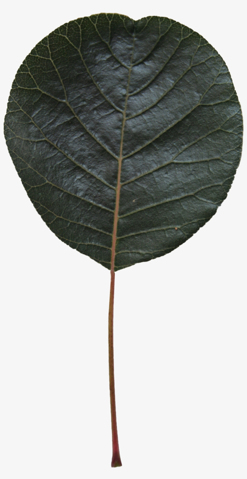 Free Cut Out Alder Leaf Free Cut Out People Trees And - American Aspen, transparent png #9162933