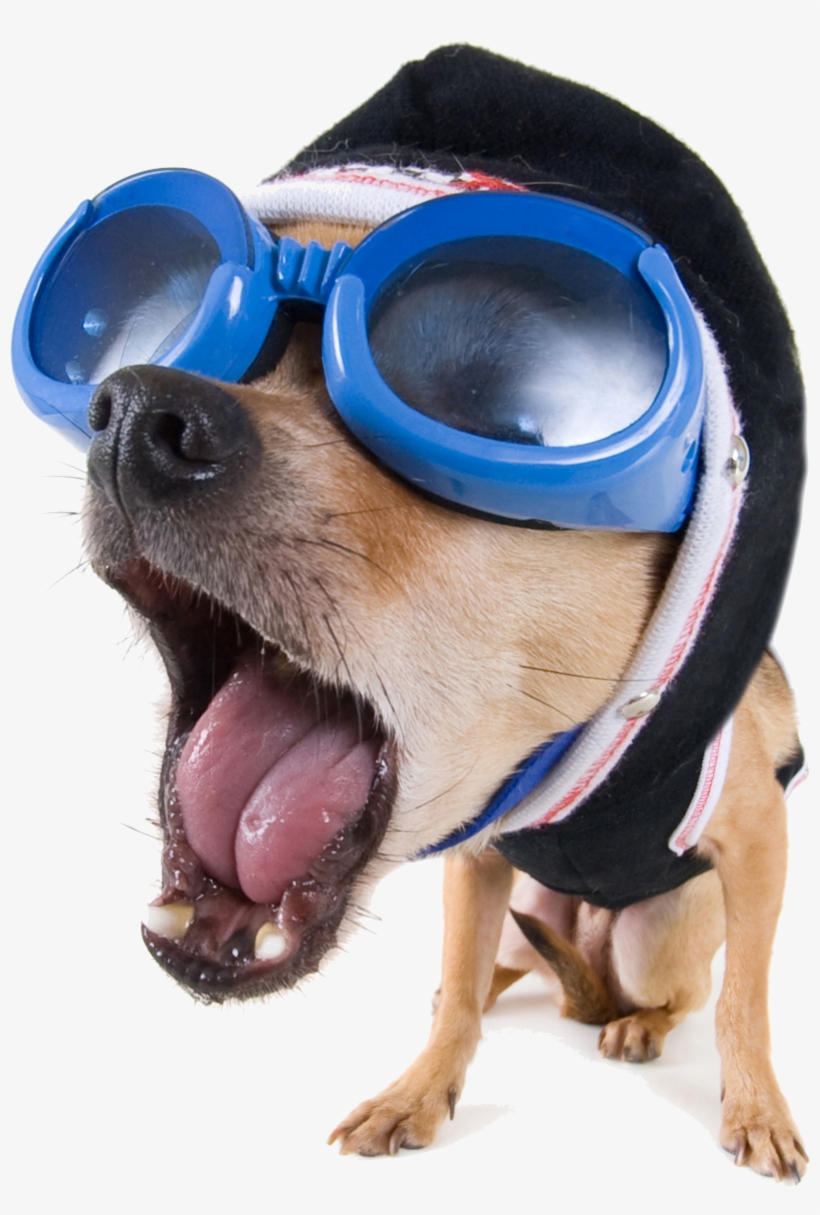 Download Clipart Funny Vector Dog Stock Video High - Hd Funny Photo Download - Free Transparent PNG Download - PNGkey Download Clipart Funny Vector Dog Stock Video High - Hd Funny Photo Download - Free Transparent PNG Download - PNGkey