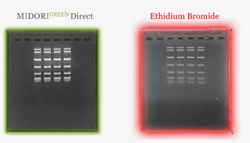 Midori Green Direct Vs Etbr - Plastic, transparent png #9165577