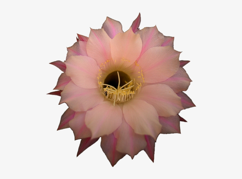 Pink Cactus Flower - Large-flowered Cactus, transparent png #9165689