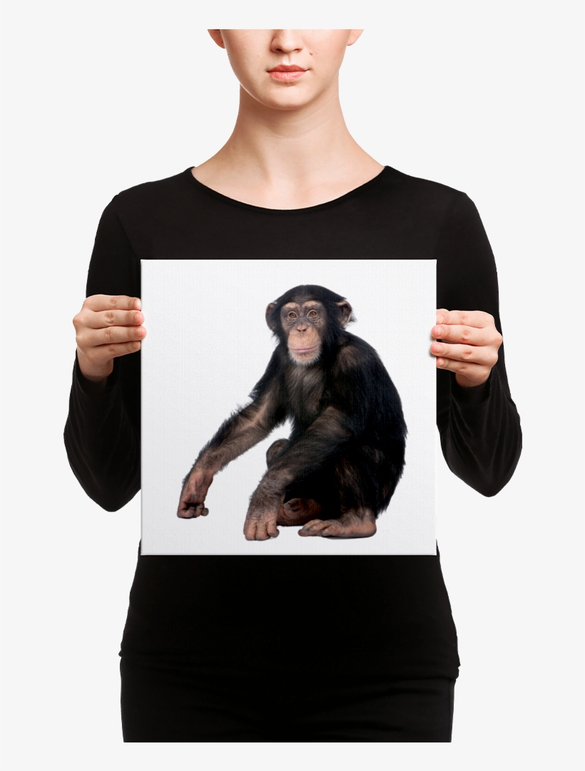 Chimpanzee Canvas - Canvas, transparent png #9165868