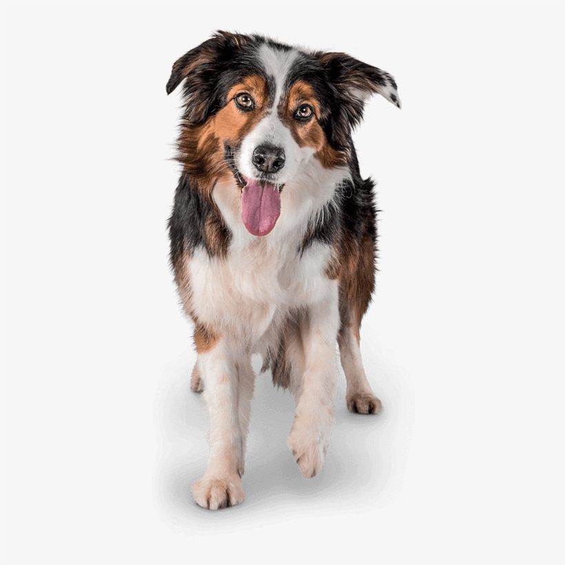 Become A Member To Receive Exclusive Special Offers, - Perro Gato Png, transparent png #9167830