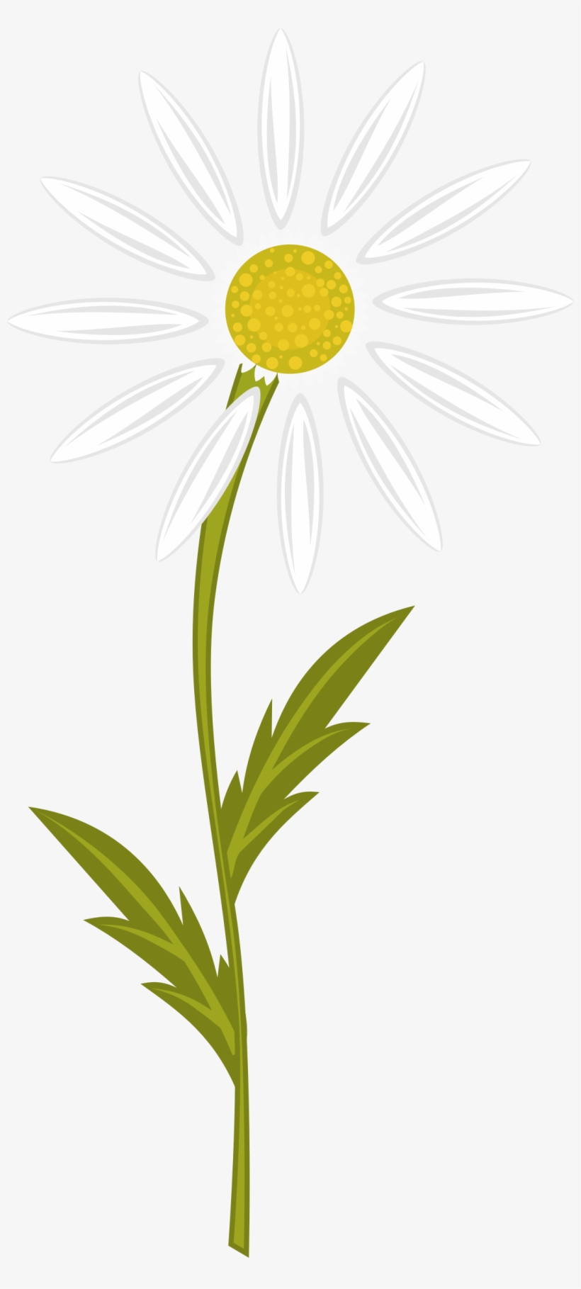 Image - Camomile Clipart, transparent png #9168103