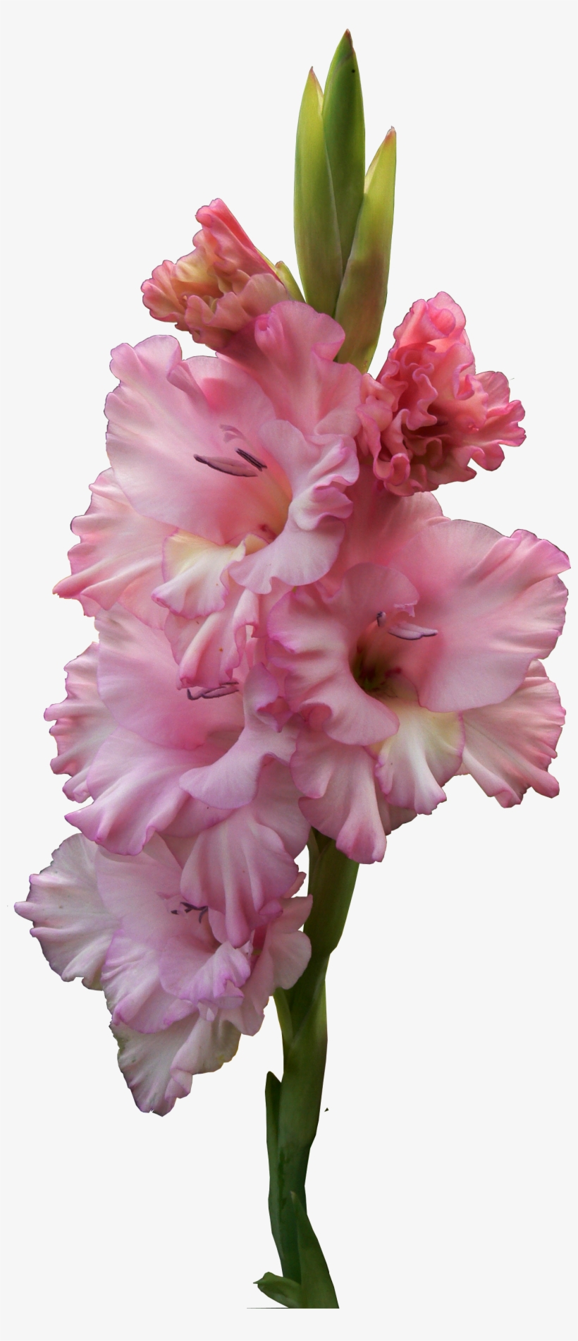 Скачать Png, transparent png #9168175