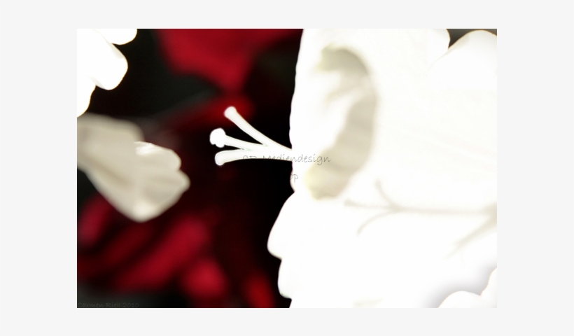 Poster Gladiolus Expressive - Floral Design, transparent png #9168182