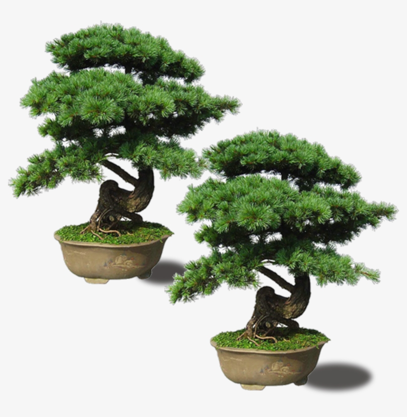 Maple Pinus Thunbergii Plant Upright Emerald - Bonsai Tree Png, transparent png #9168987
