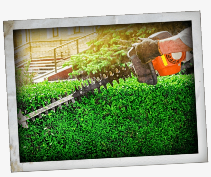 No Need To Worry About Overgrown Shrubbery As We'll - Hedge, transparent png #9169321