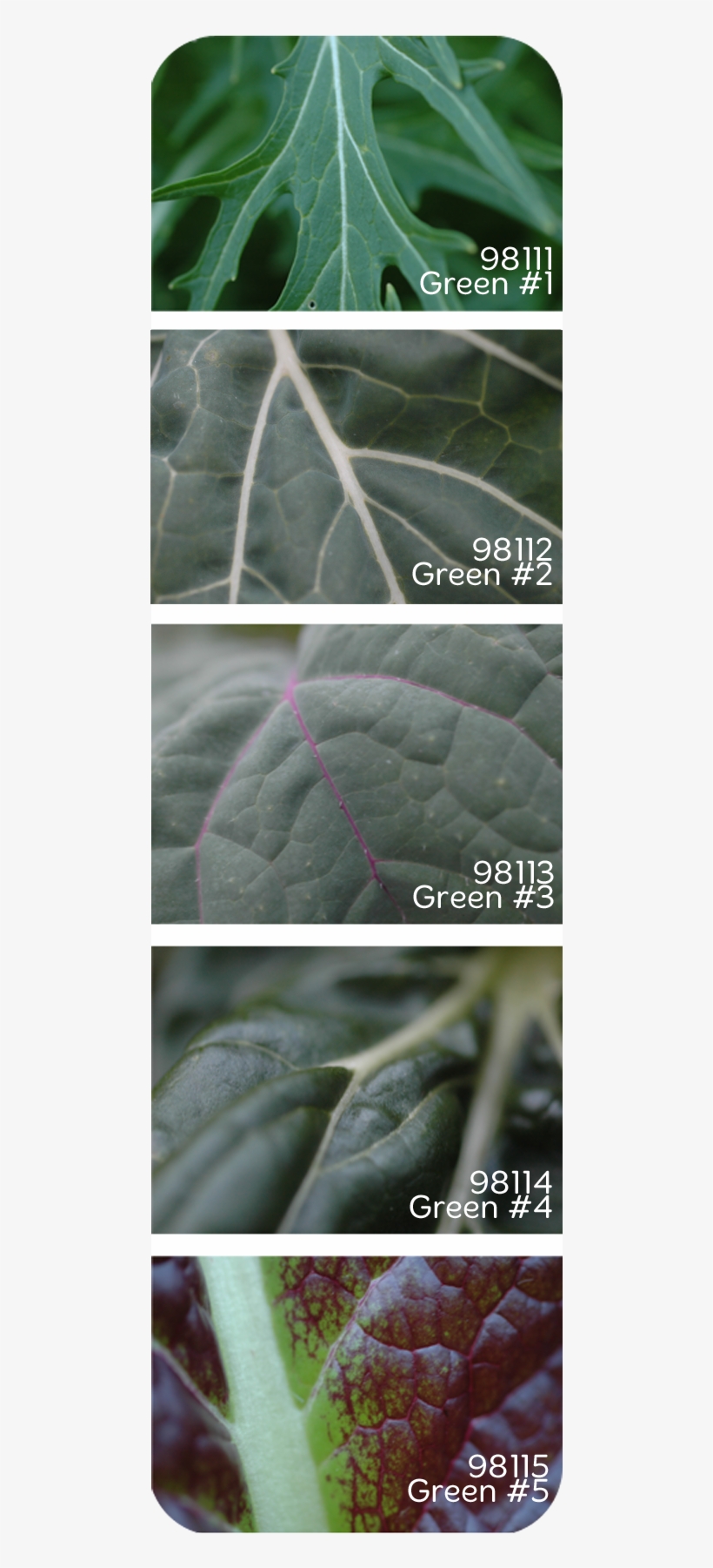 Green - Silybum, transparent png #9169867