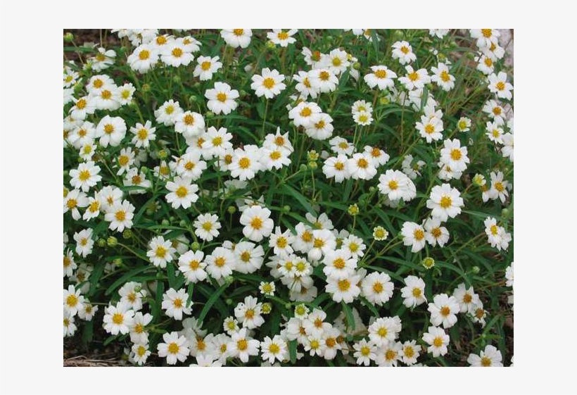 Black Foot Daisy - Oxeye Daisy, transparent png #9169968