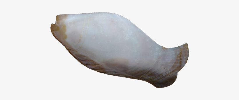 Fish Shaped Designer Platter - Mussel, transparent png #9170079