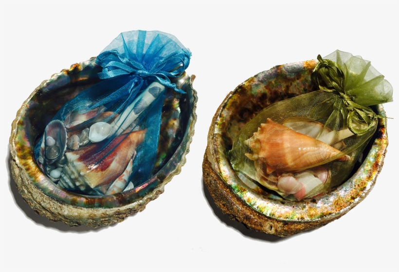 S816045815669149969 P31 I1 W2000 - Mussel, transparent png #9170146