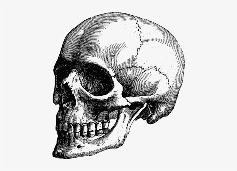 Click And Drag To Re-position The Image, If Desired - Skull Art, transparent png #9171113