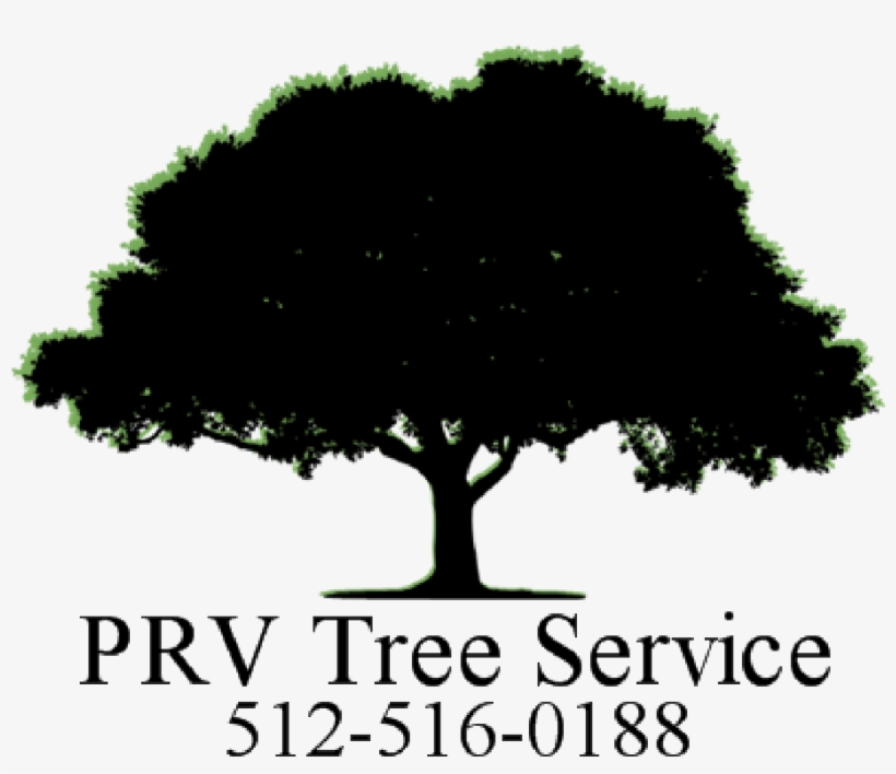 Hedge Trimming Service - Transparent Background Tree Silhouette Png, transparent png #9171616