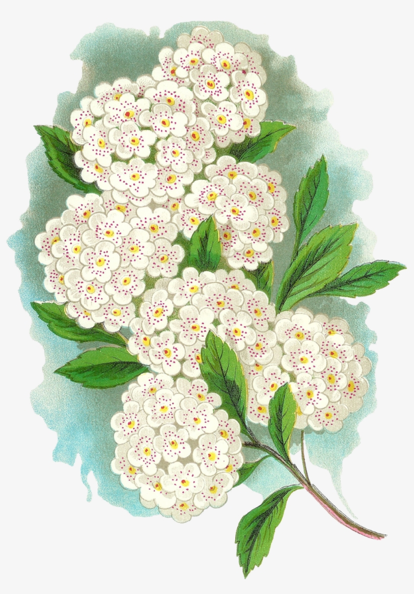 Vintage Flower Artwork Download - Bouquet, transparent png #9173938