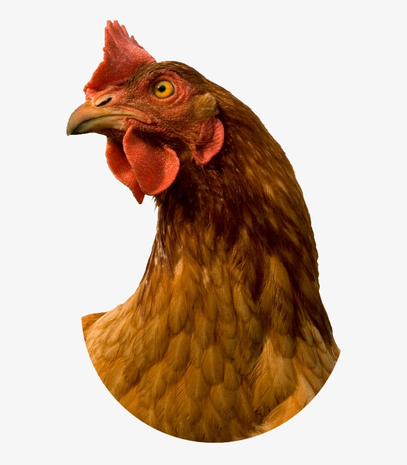 904 X 1037 29 0 - Rooster Head Transparent Background, transparent png #9175118