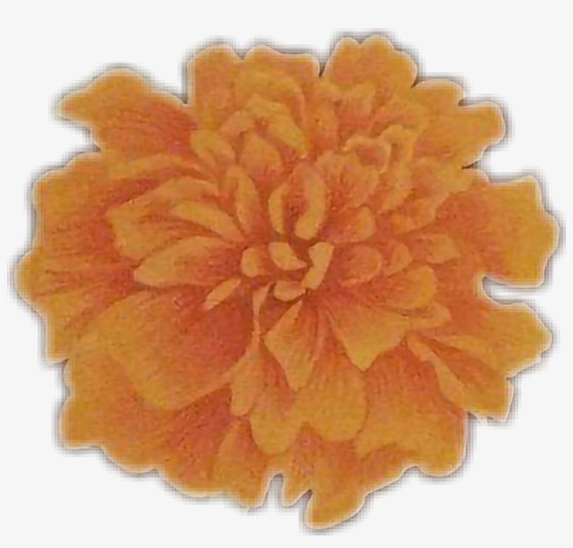 Tagetes Patula, transparent png #9175709