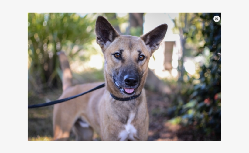 Donate To Petrescue - Formosan Mountain Dog, transparent png #9176294