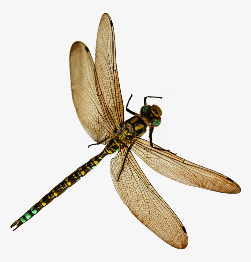 Free Png Dragonfly Png Images Transparent - Insects Png, transparent png #9178276