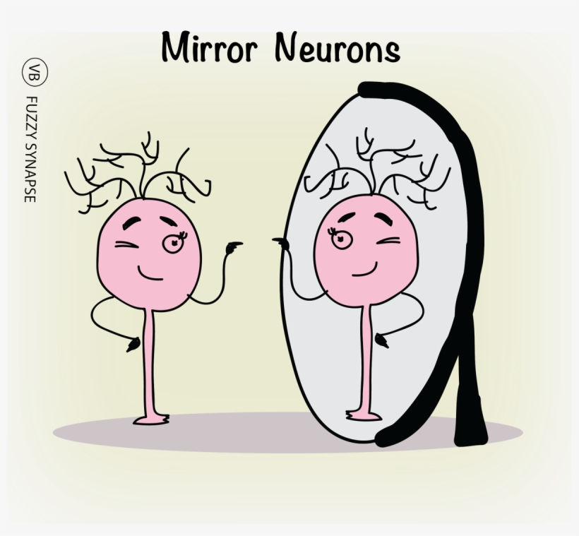 "mirror Neurons" In The Brains Of Animals And Humans - Mirror Neurons Png, transparent png #9178560