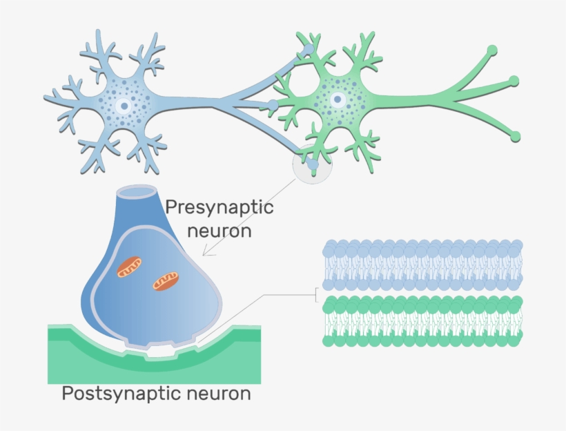 An Image Showing Electrical Synapse Between 2 Neurons - Structure Of Chemical Synapse, transparent png #9178586