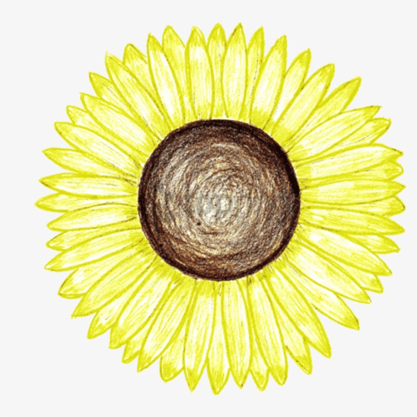 Free Png Sunflower Png Tumblr Png Image With Transparent - Dar E Arqam School Logo, transparent png #9179073