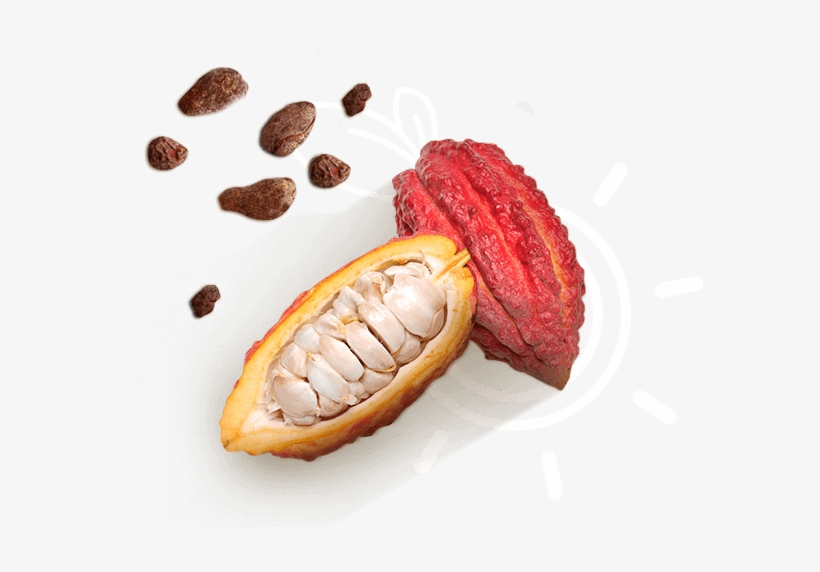 Cacao - Momordica Charantia, transparent png #9179182