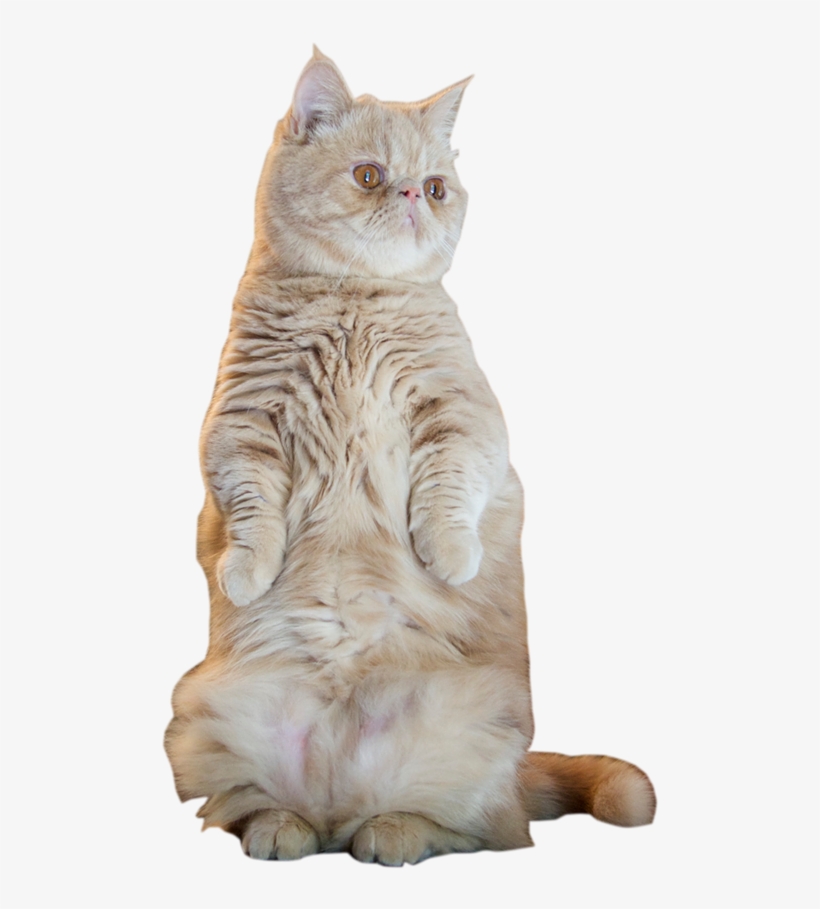 The Official Home Page - Tabby Cat, transparent png #9179262