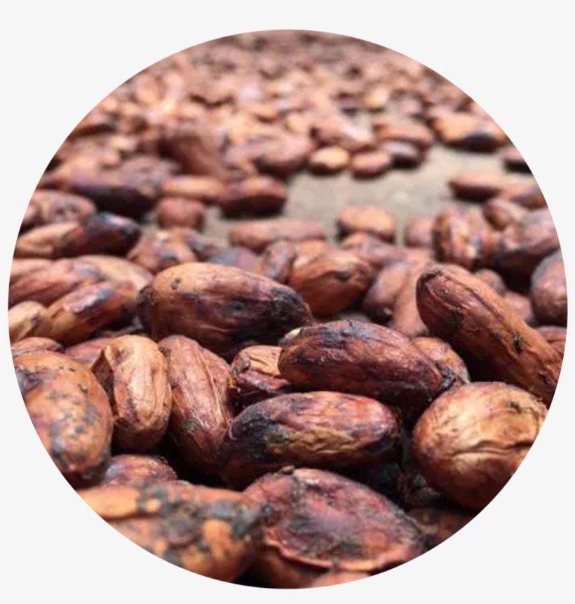 El Cacao - Almond, transparent png #9179405
